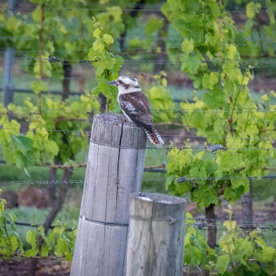 Gisborne Peak Winery Short Term Stays Exterior foto