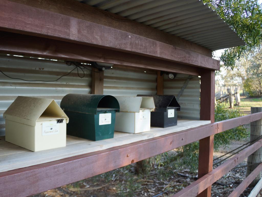 Gisborne Peak Winery Short Term Stays Habitación foto